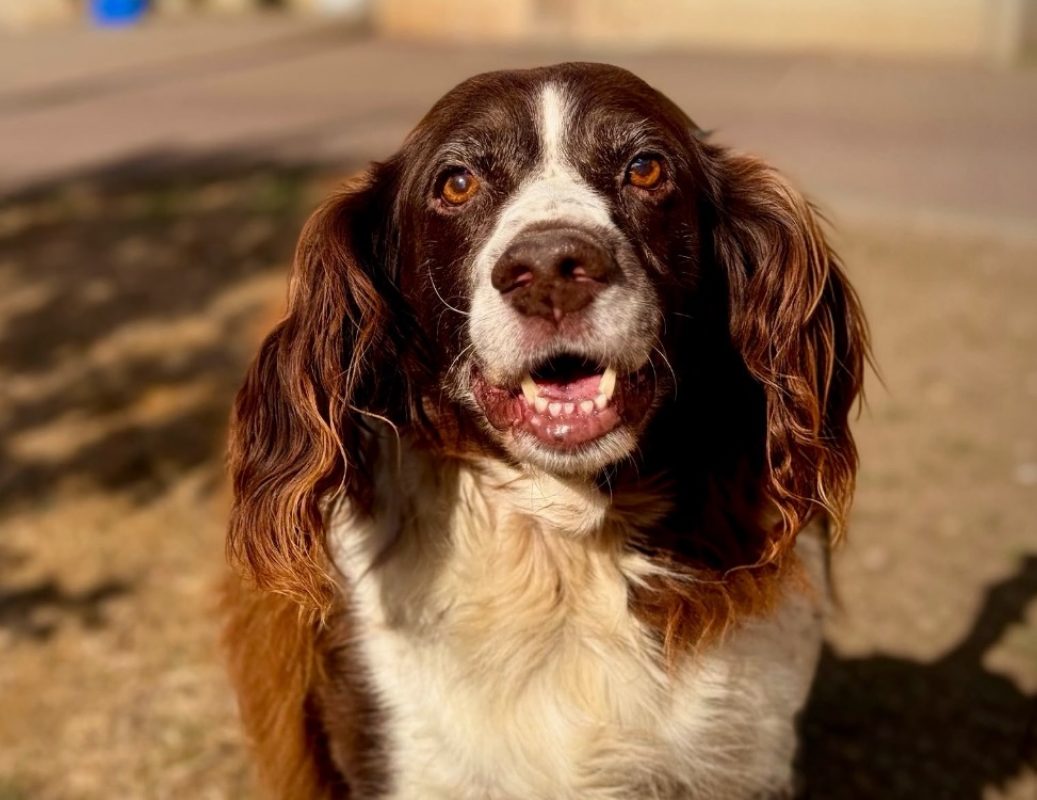 India - Chien English-Springer-Spaniel à adopter