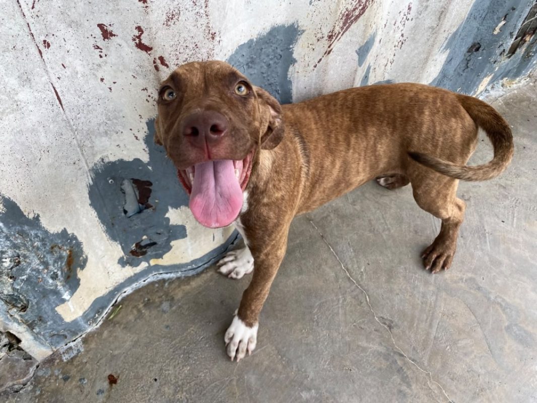 Callisto - Chien à adopter