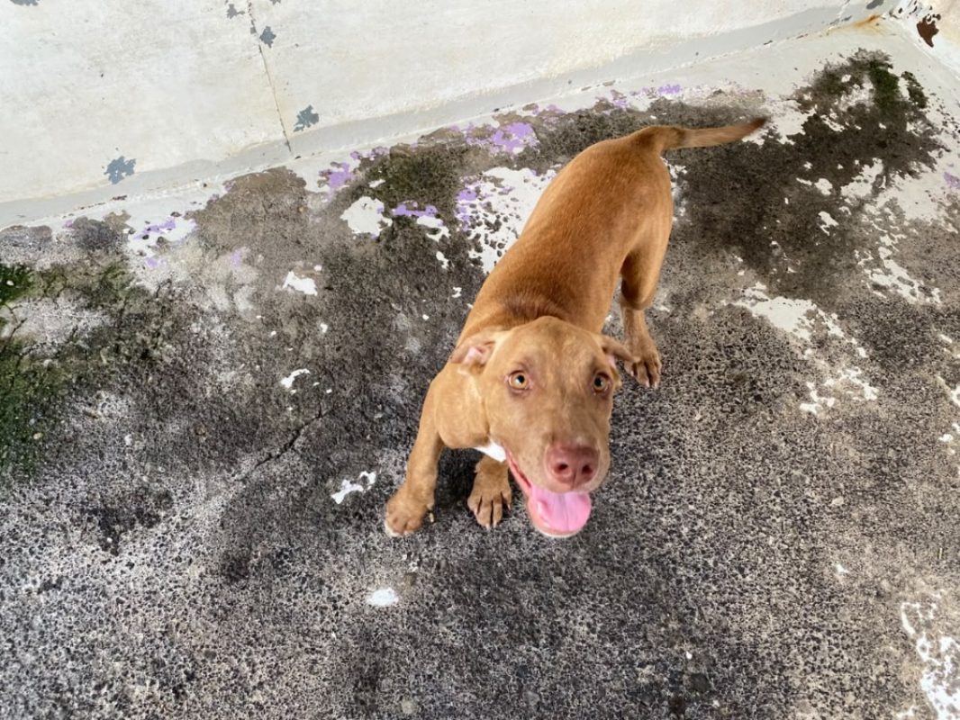 Comete - Chien à adopter