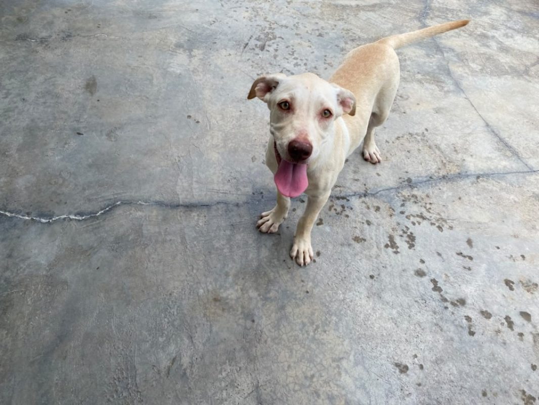 Celeste - Chien à adopter