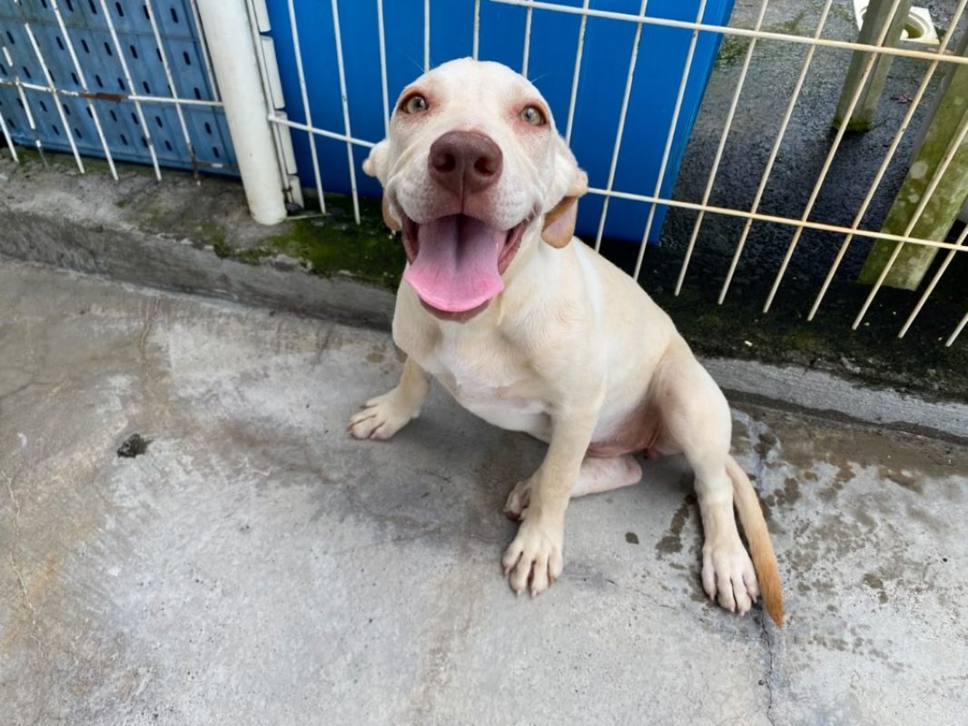 Celeste - Chien à adopter - photo 2