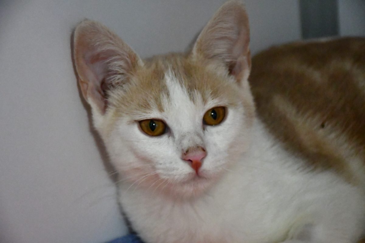 Ozzy - Chat Européen à adopter