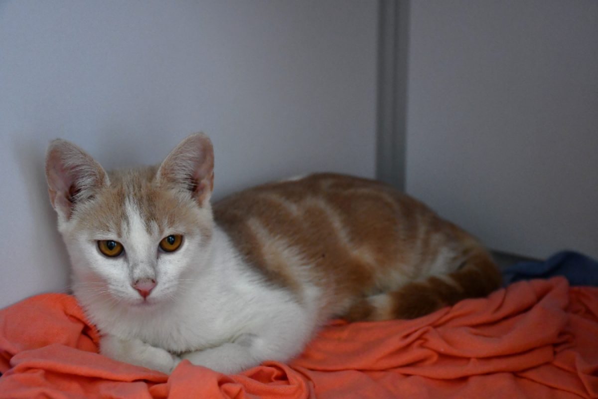 Ozzy - Chat Européen à adopter - photo 2