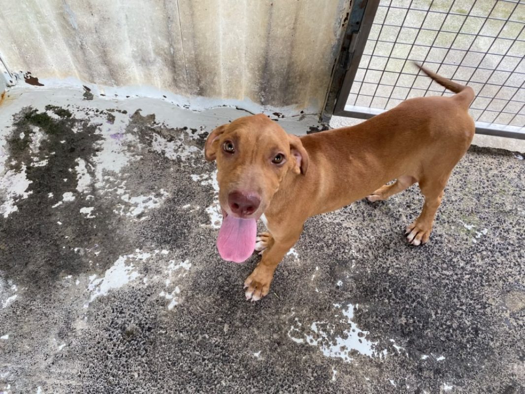 Cassio - Chien à adopter