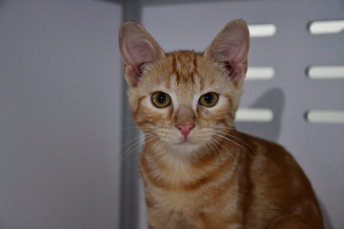 Stanley - Chat Européen à adopter