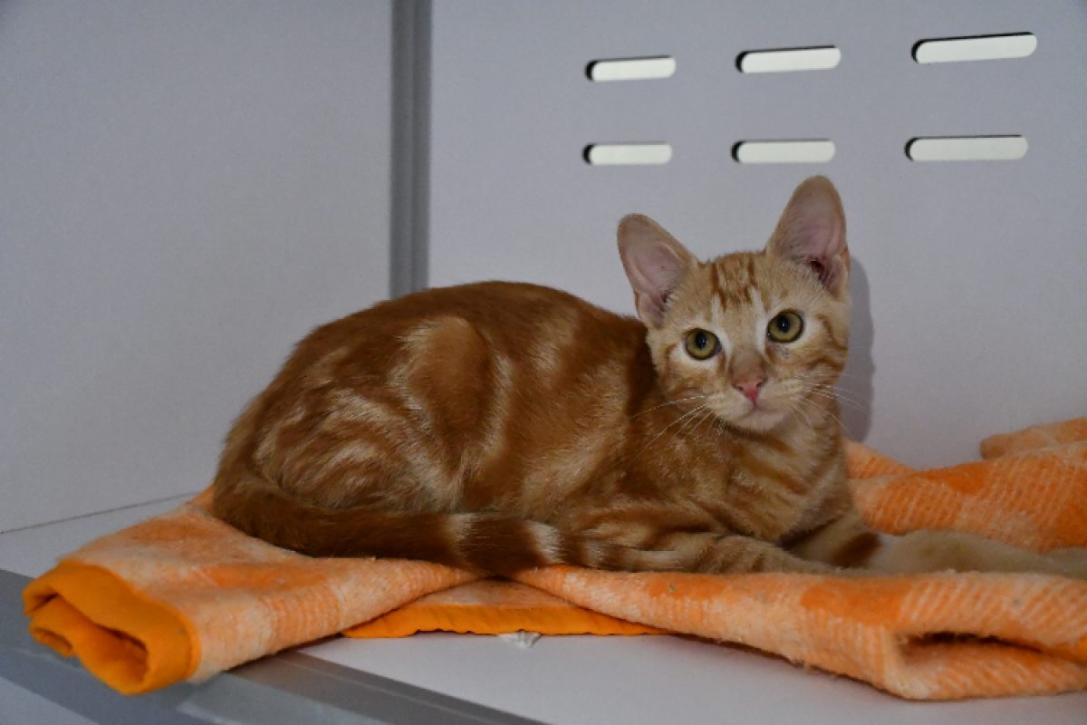 Stanley - Chat Européen à adopter - photo 2