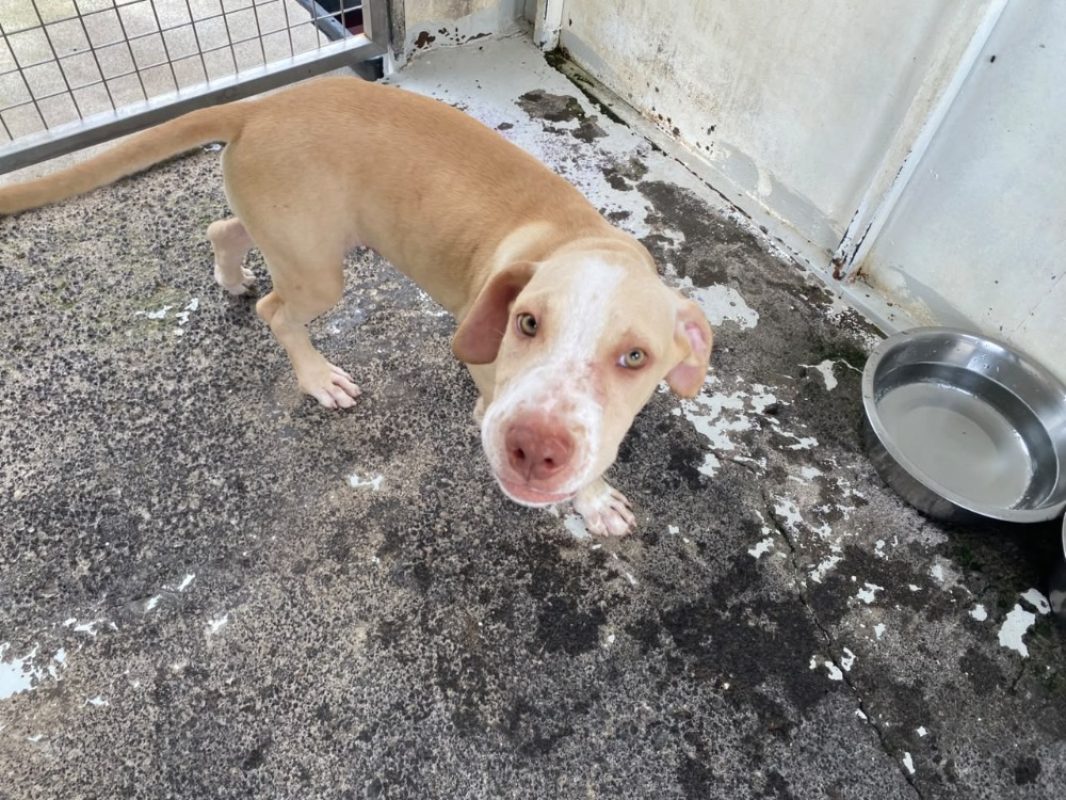 Cosmo - Chien à adopter