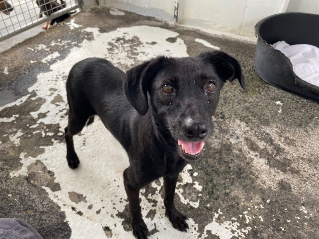 Melissa - Chien à adopter