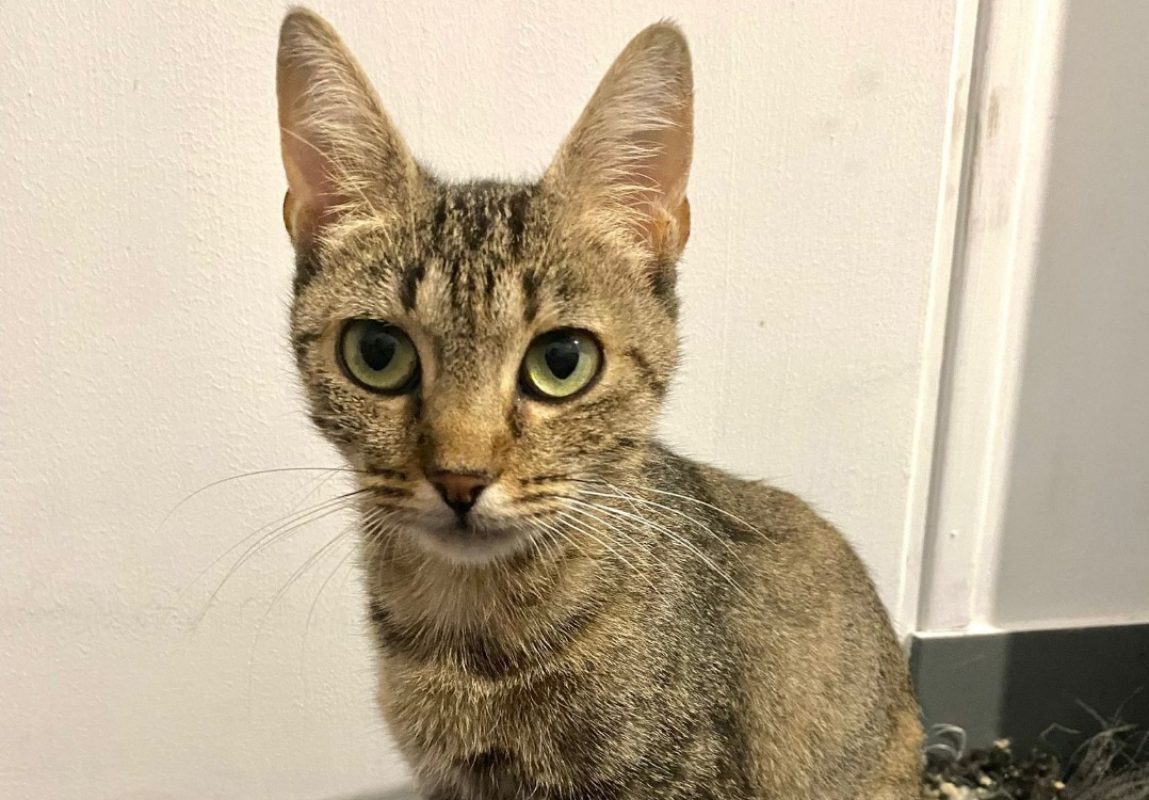 Kuma - Chat à adopter