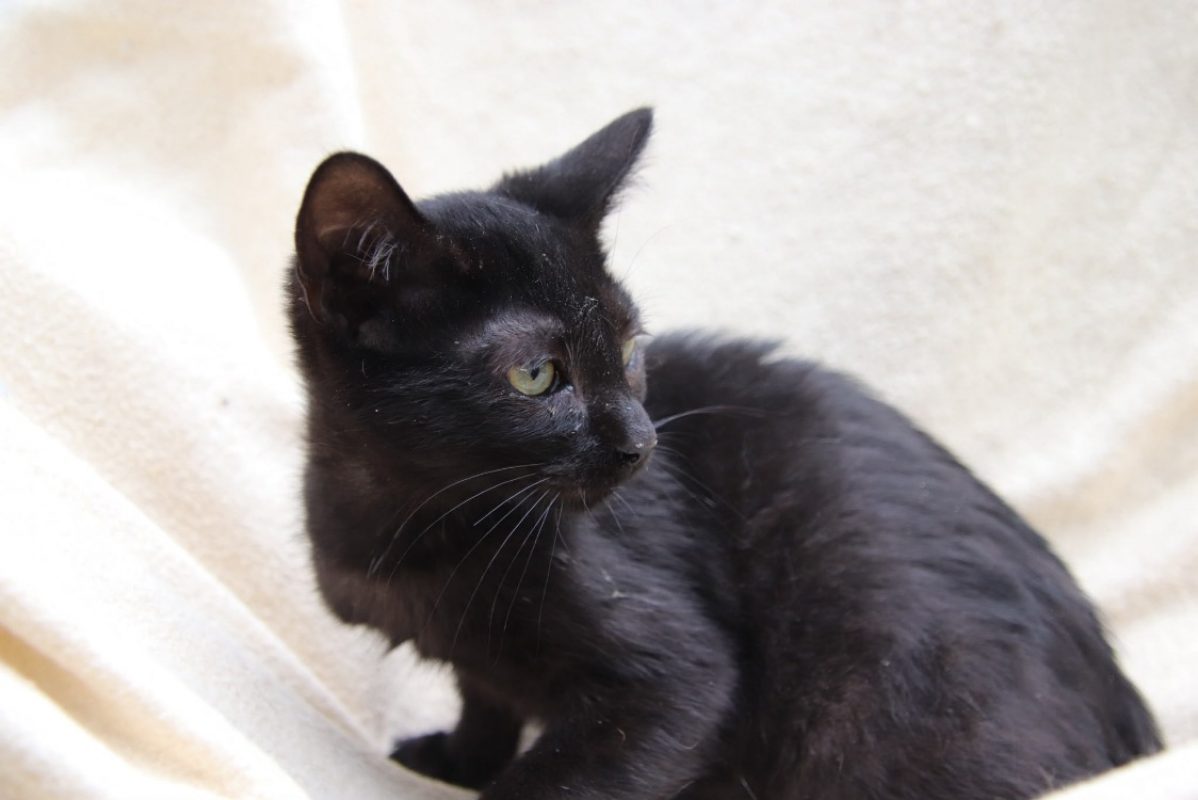 Pinceau - Chat Européen à adopter