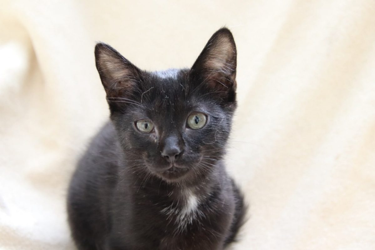 Pikachu - Chat à adopter