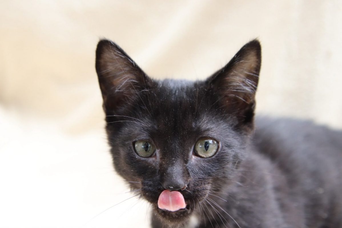 Pikachu - Chat à adopter - photo 2