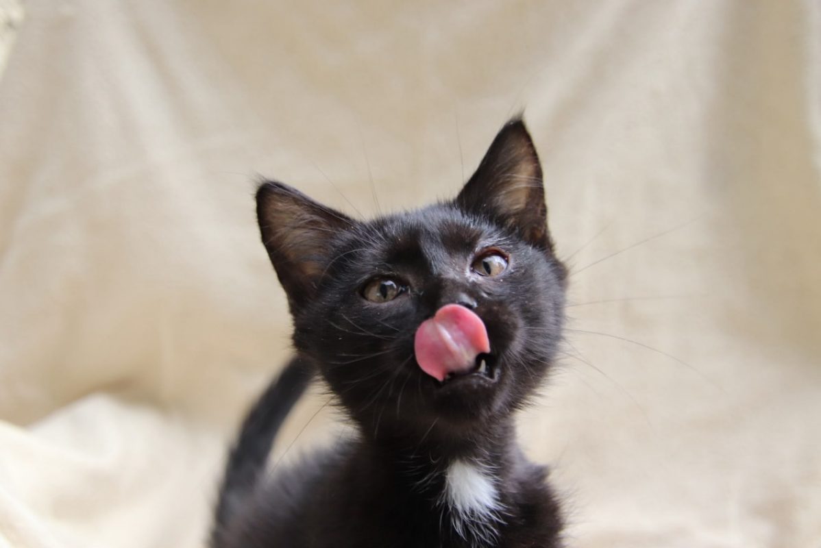 Miaouss - Chat à adopter