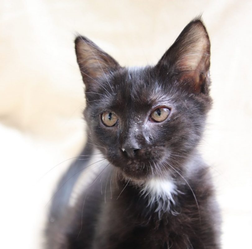Miaouss - Chat à adopter - photo 2