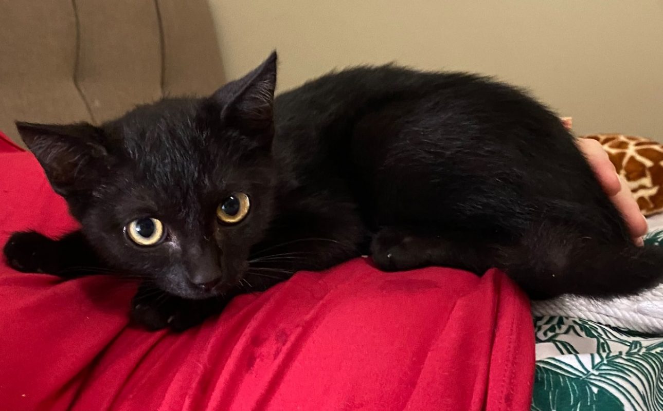 Peppo - Chat Européen à adopter
