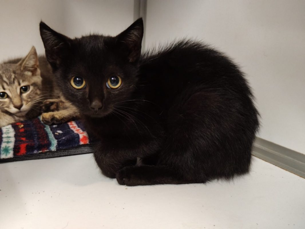 Peppo - Chat Européen à adopter - photo 2