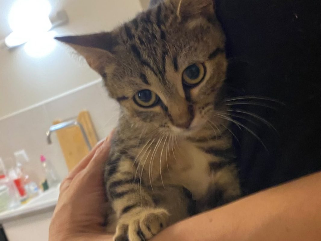 Pom-pom - Chat Européen à adopter