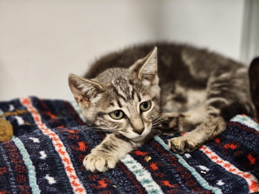Scat cat - Chat Européen à adopter