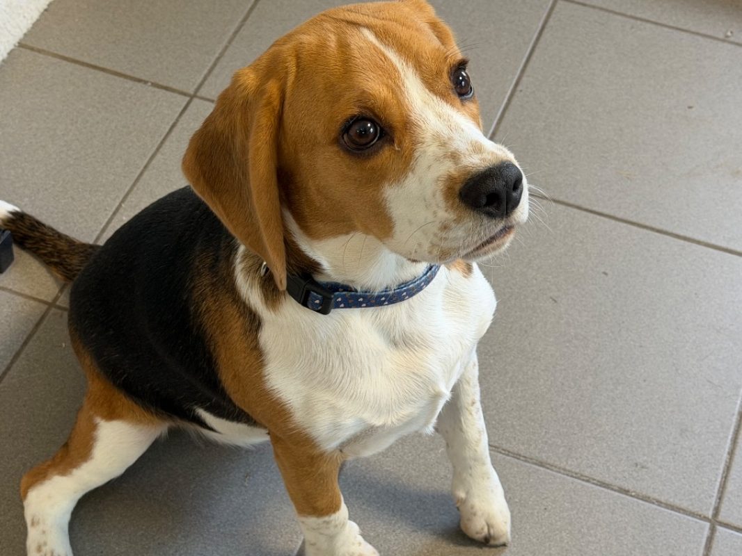 Betsy - Chien Beagle à adopter
