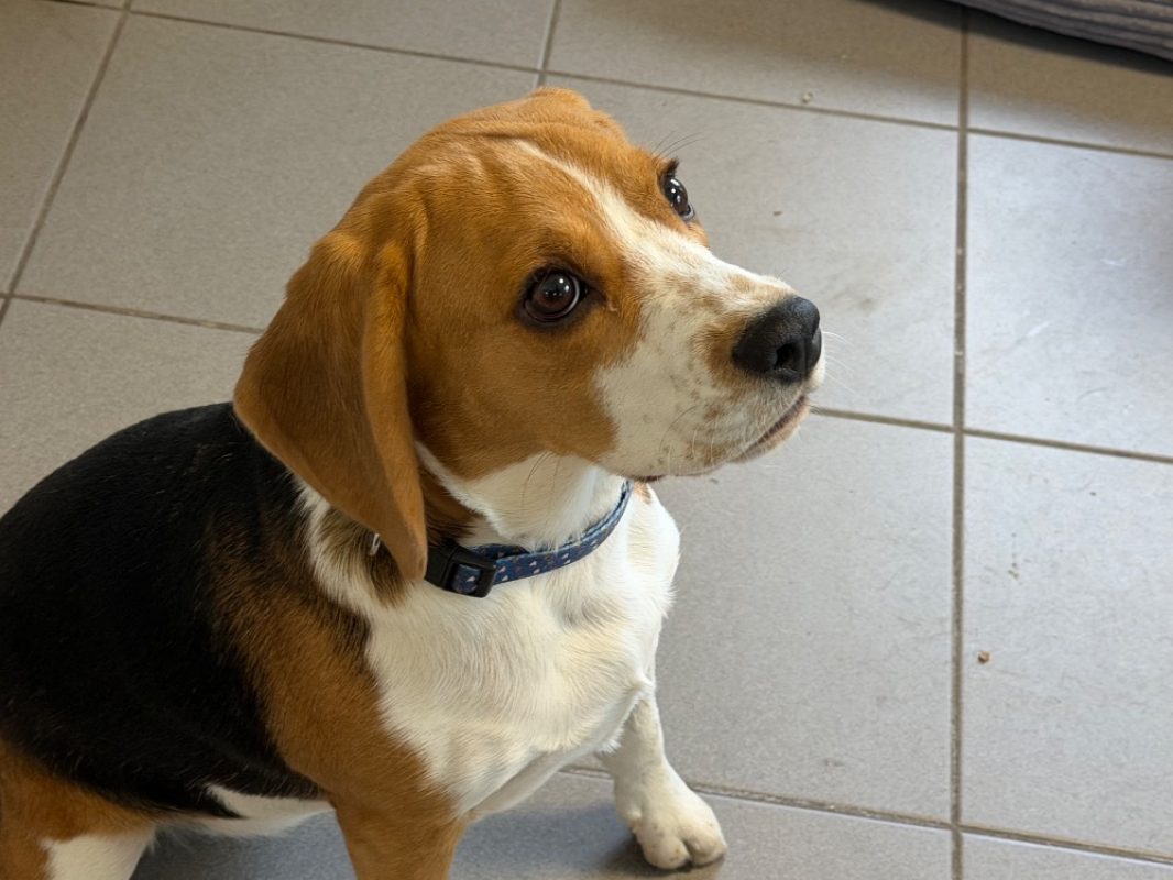 Betsy - Chien Beagle à adopter - photo 2