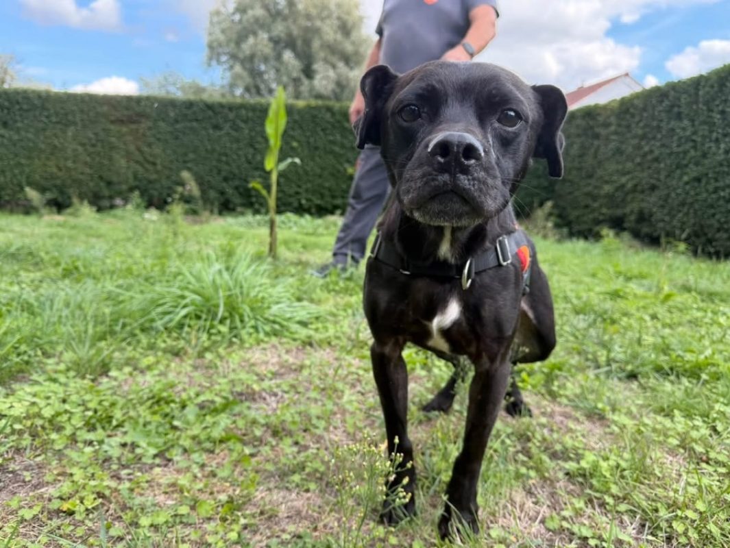 Syrrius - Chien à adopter - photo 3