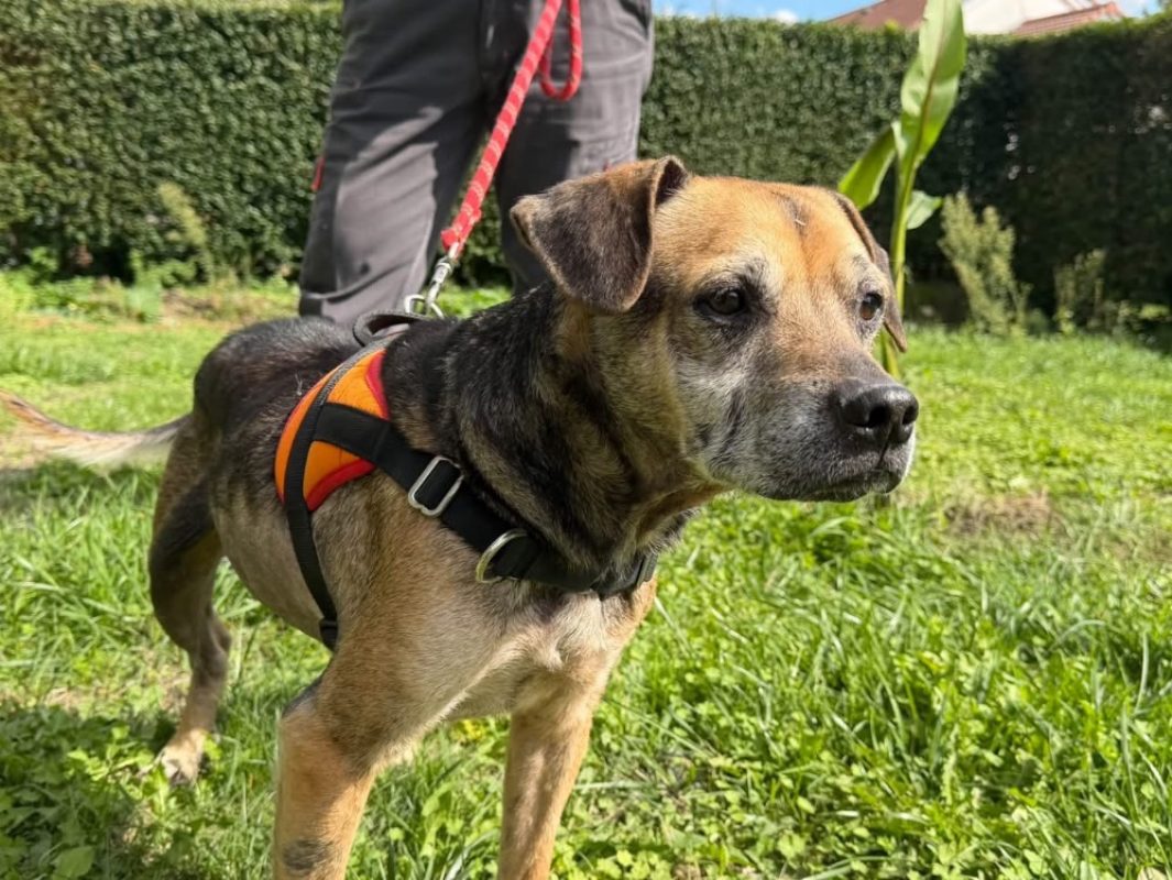 Pycxou - Chien à adopter