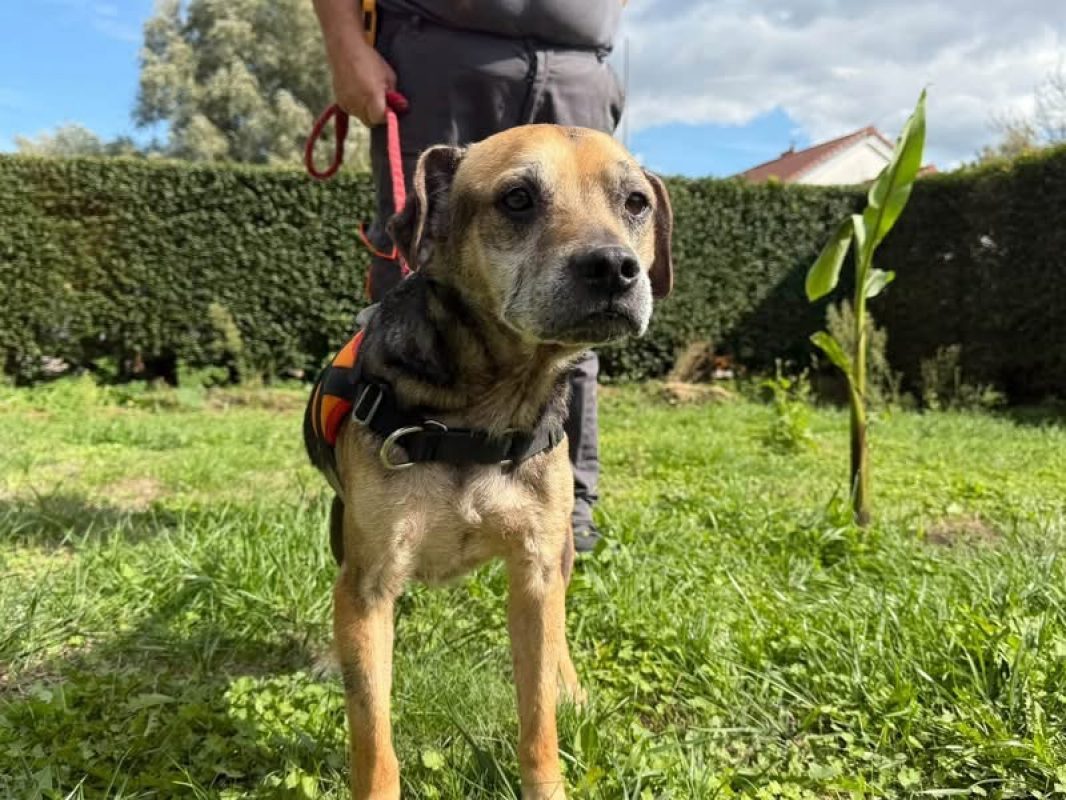Pycxou - Chien à adopter - photo 2