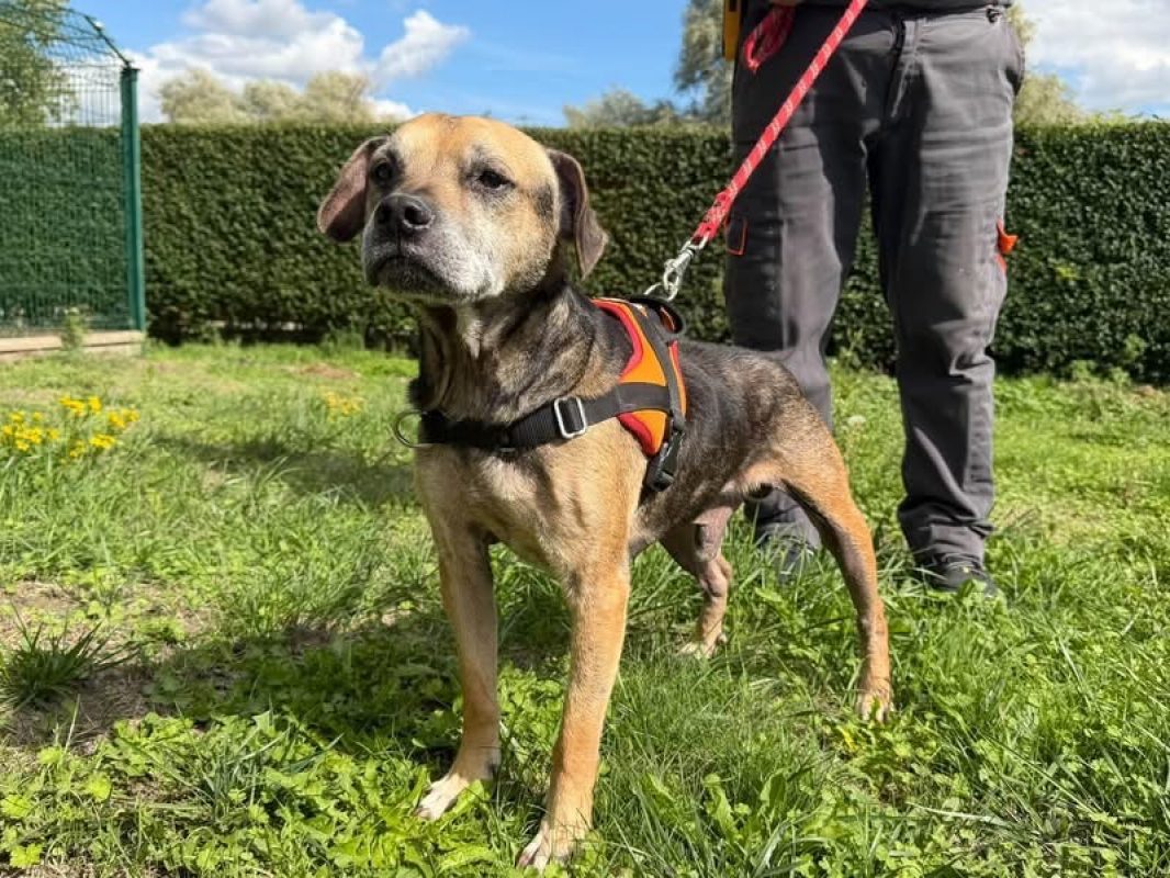 Pycxou - Chien à adopter - photo 3