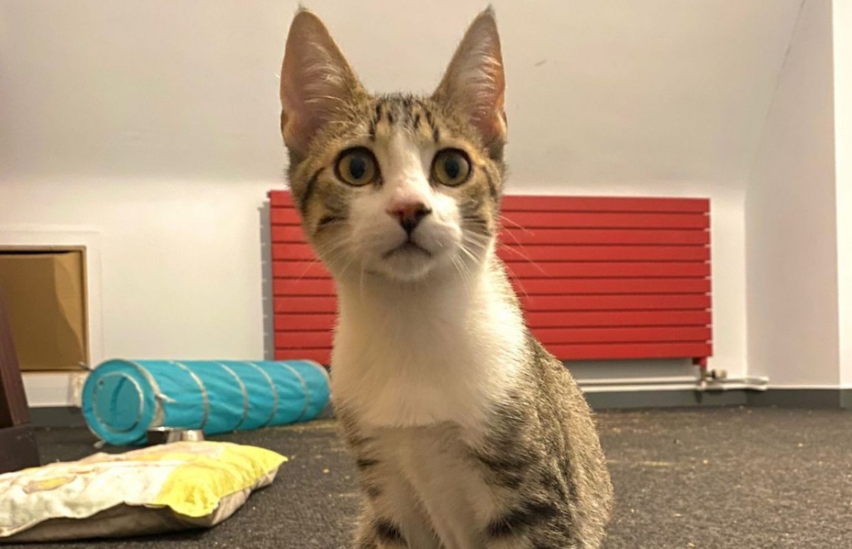 Ubac - Chat à adopter