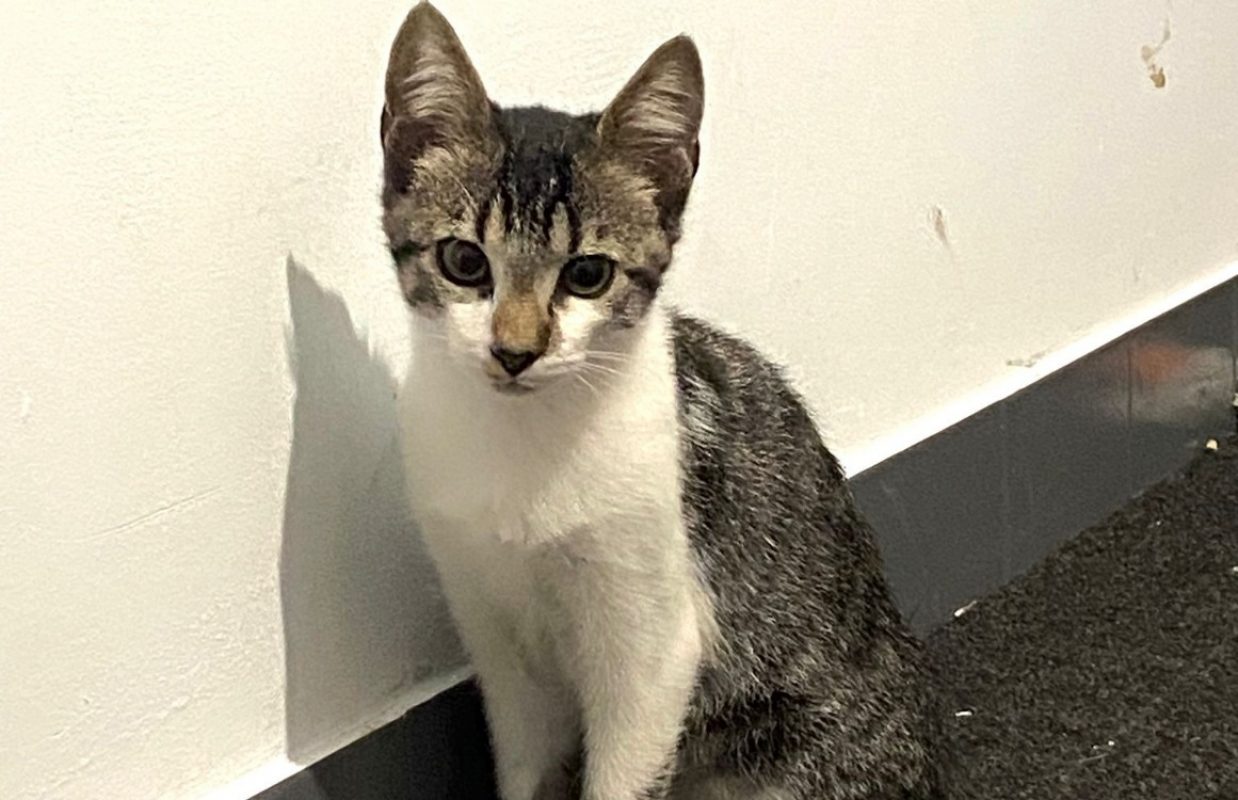 Gato - Chat à adopter