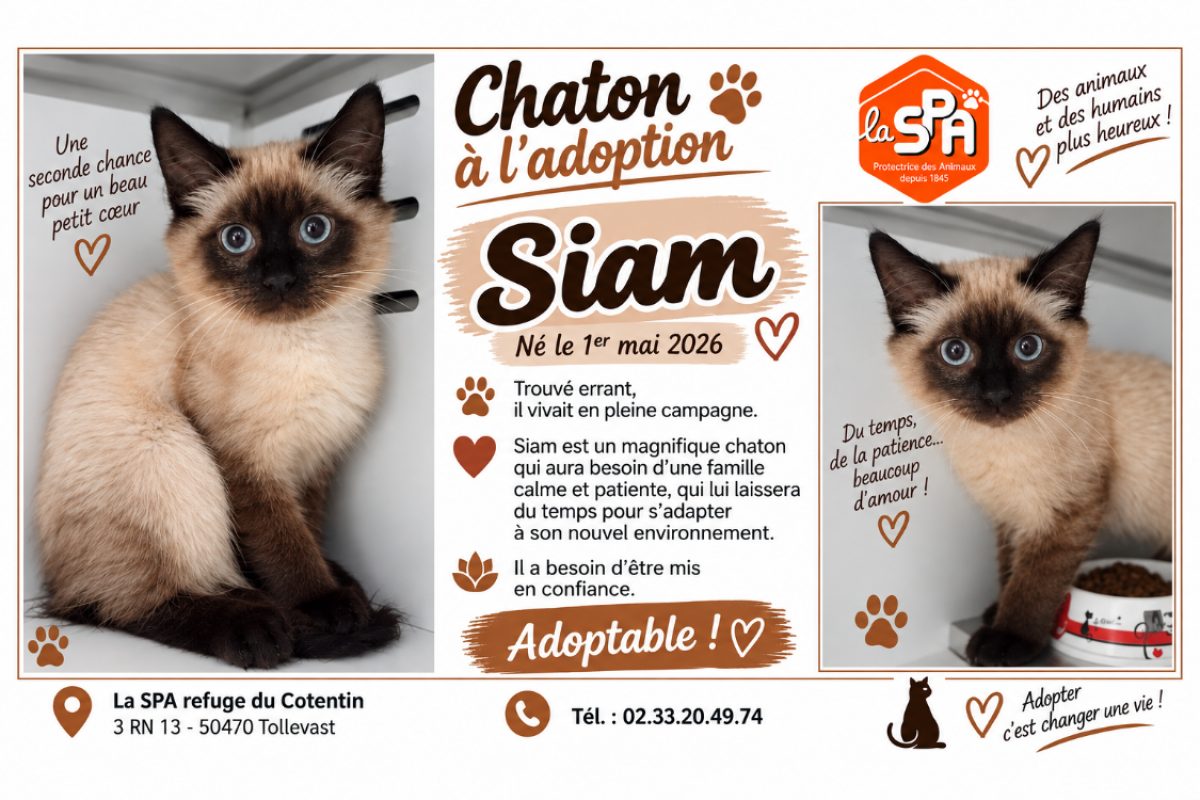 Siam - Chat Siamois à adopter