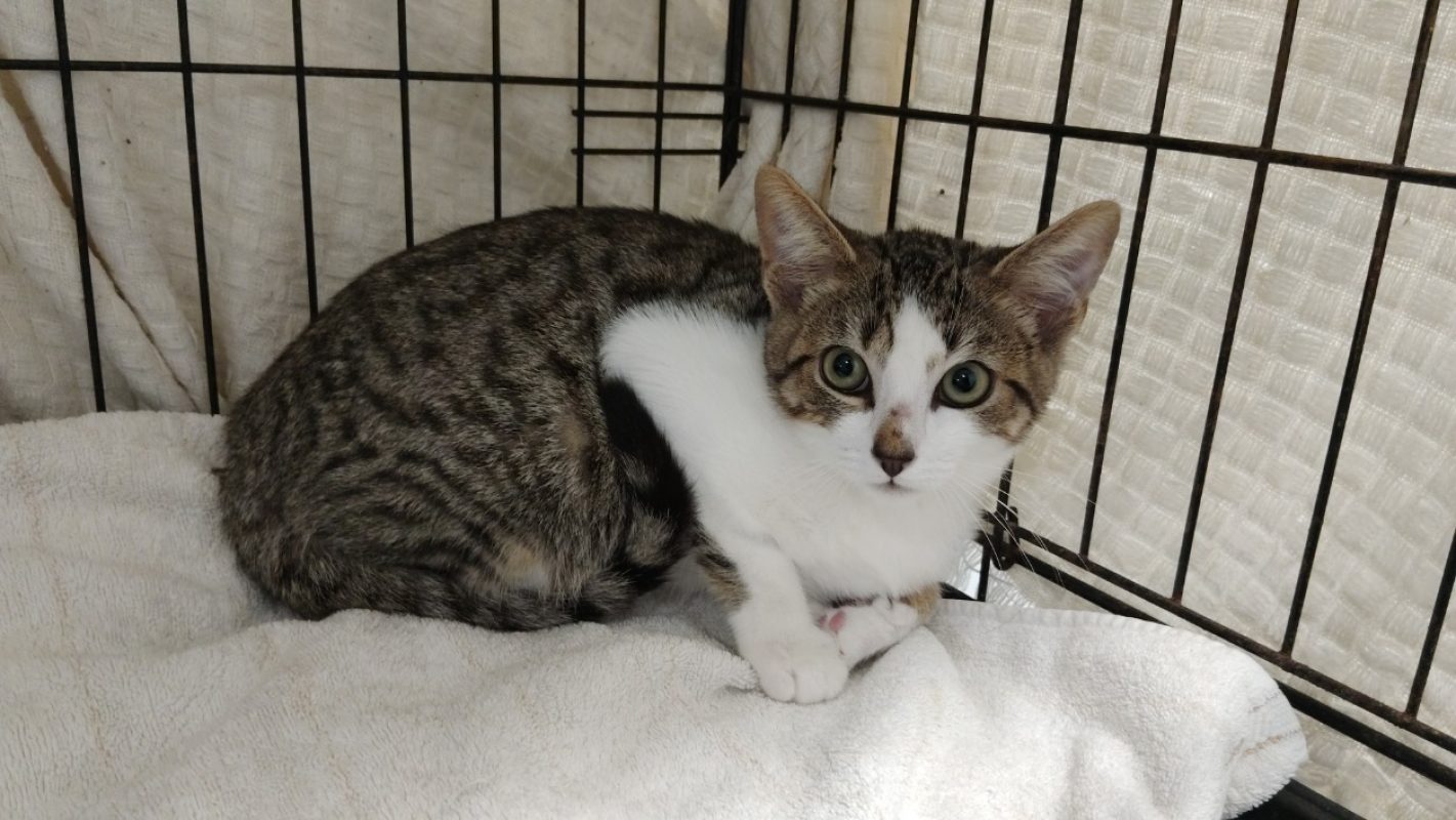 Brisby - Chat Européen à adopter