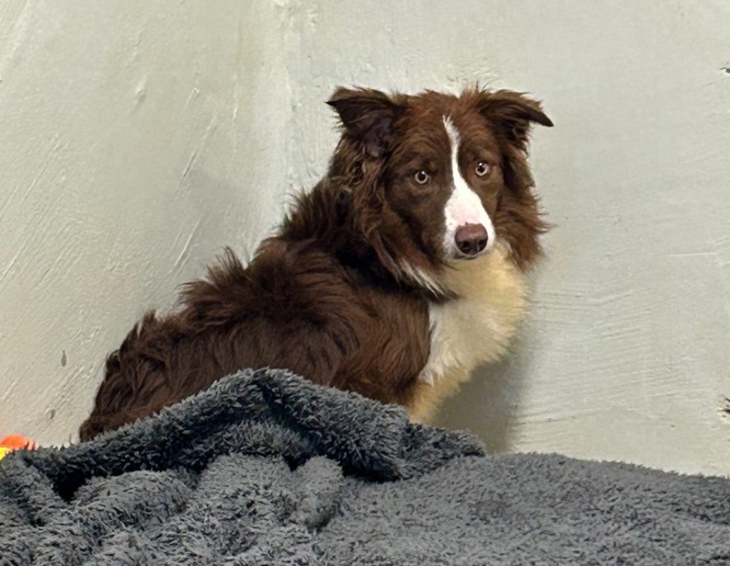 Jake - Chien Border Collie à adopter