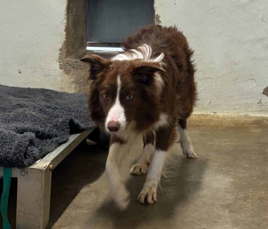 Jake - Chien Border Collie à adopter - photo 2