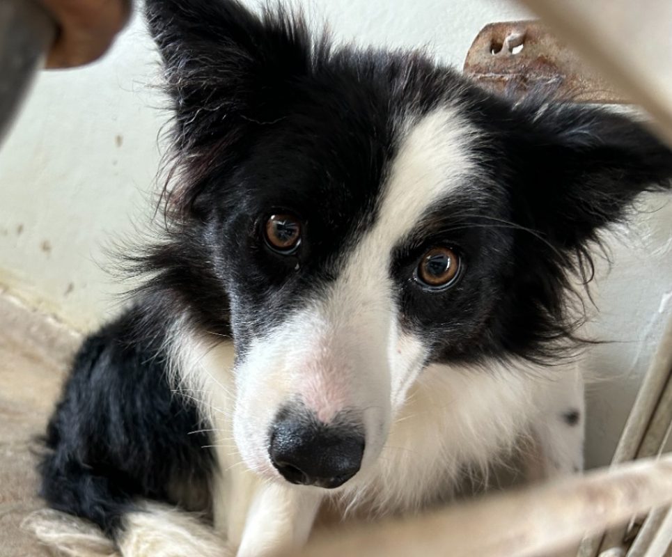Kalinka - Chien Border Collie à adopter