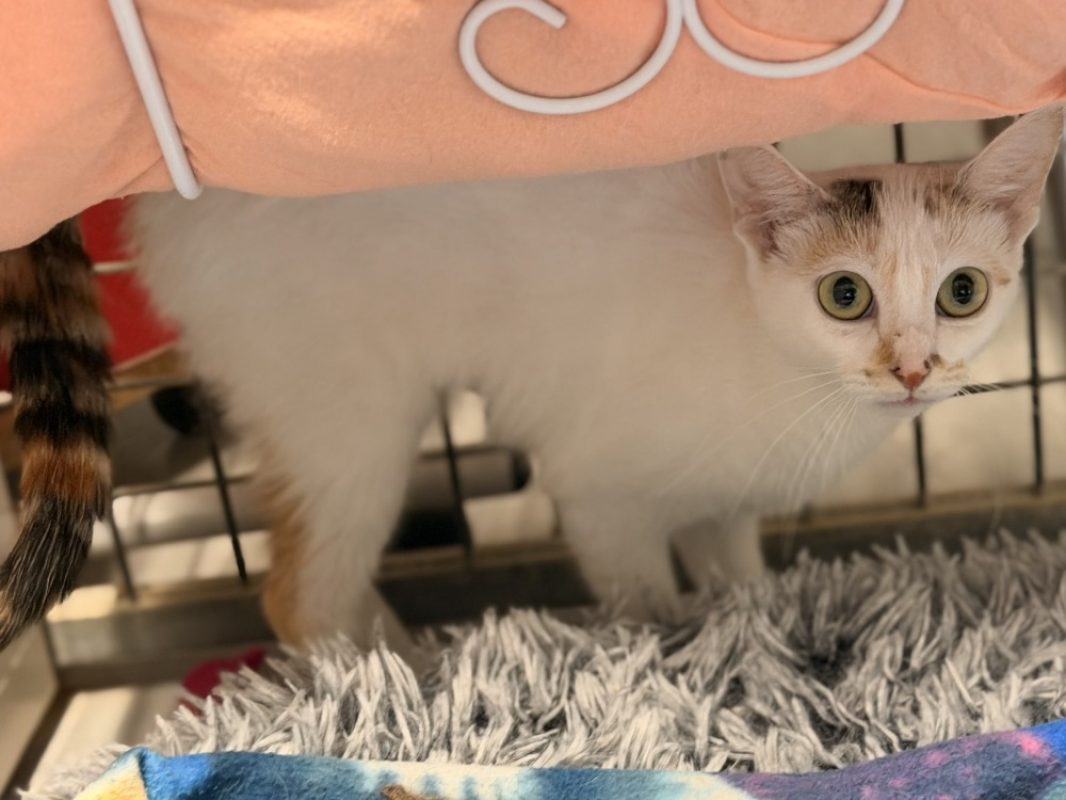 Taquine - Chat Européen à adopter