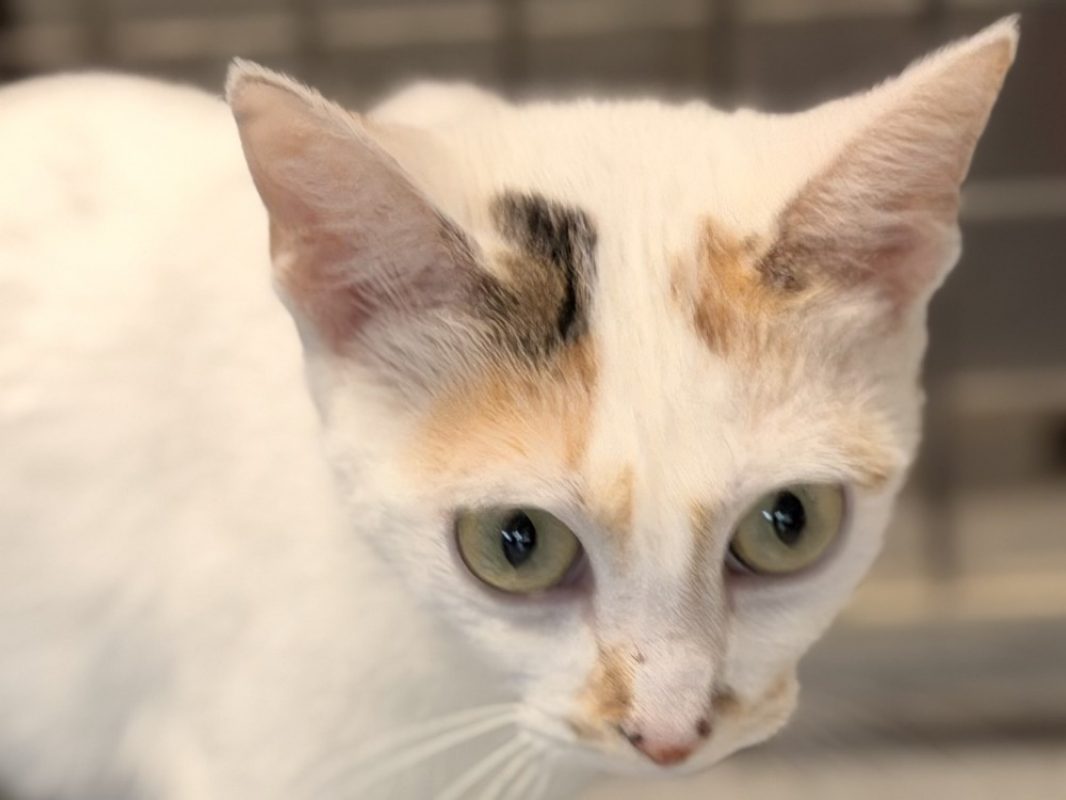 Taquine - Chat Européen à adopter - photo 2