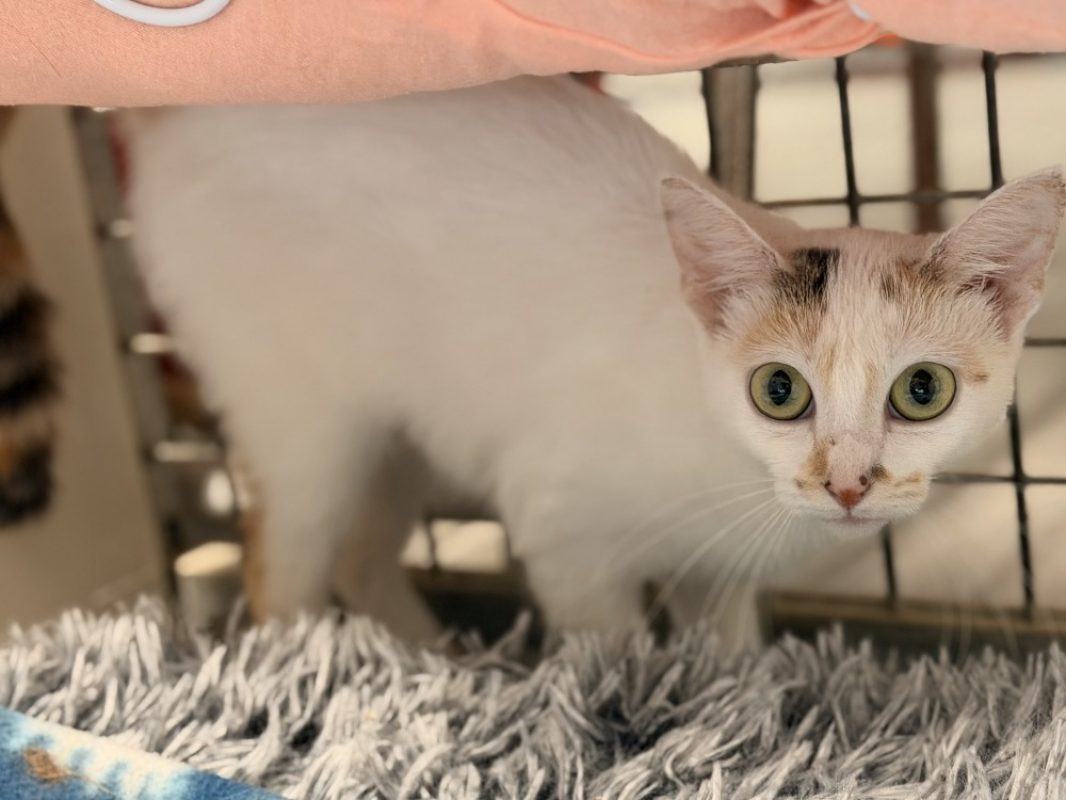 Taquine - Chat Européen à adopter - photo 3