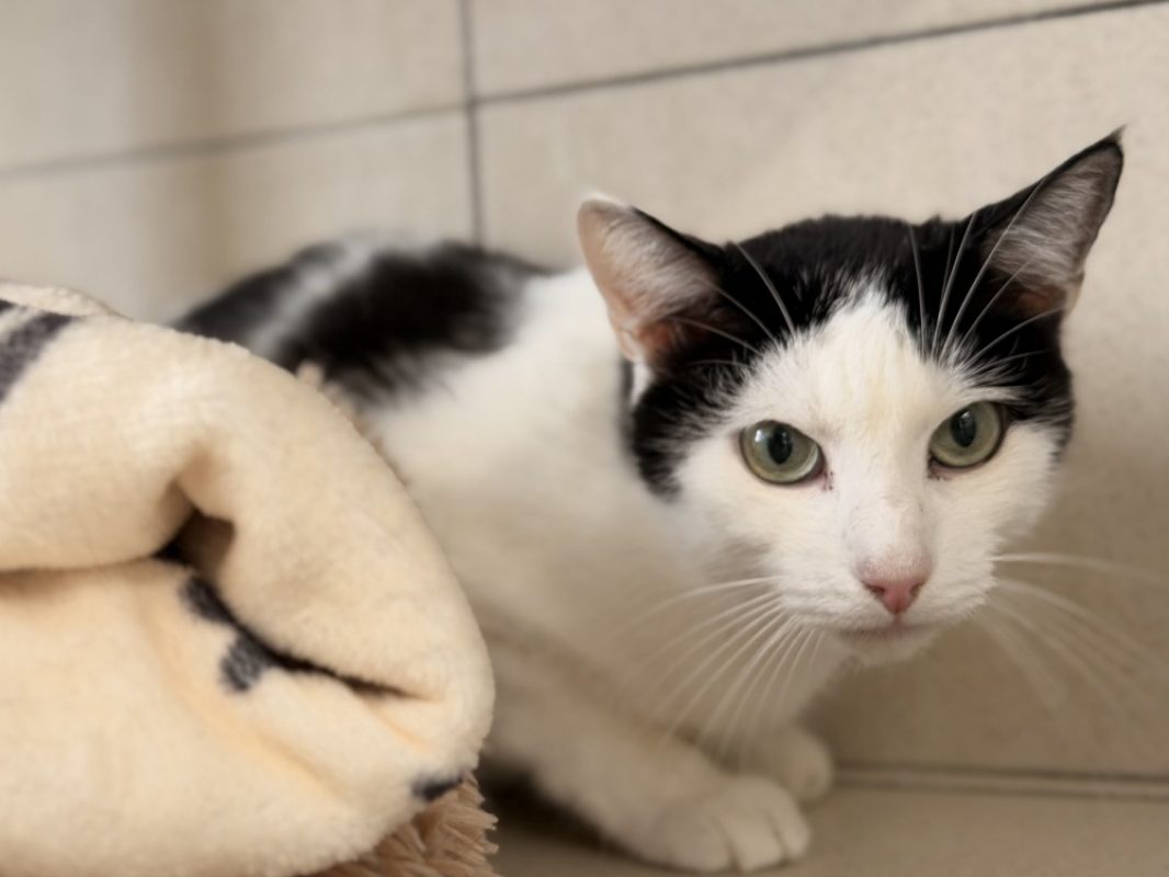 Monsieur moustache - Chat Européen à adopter
