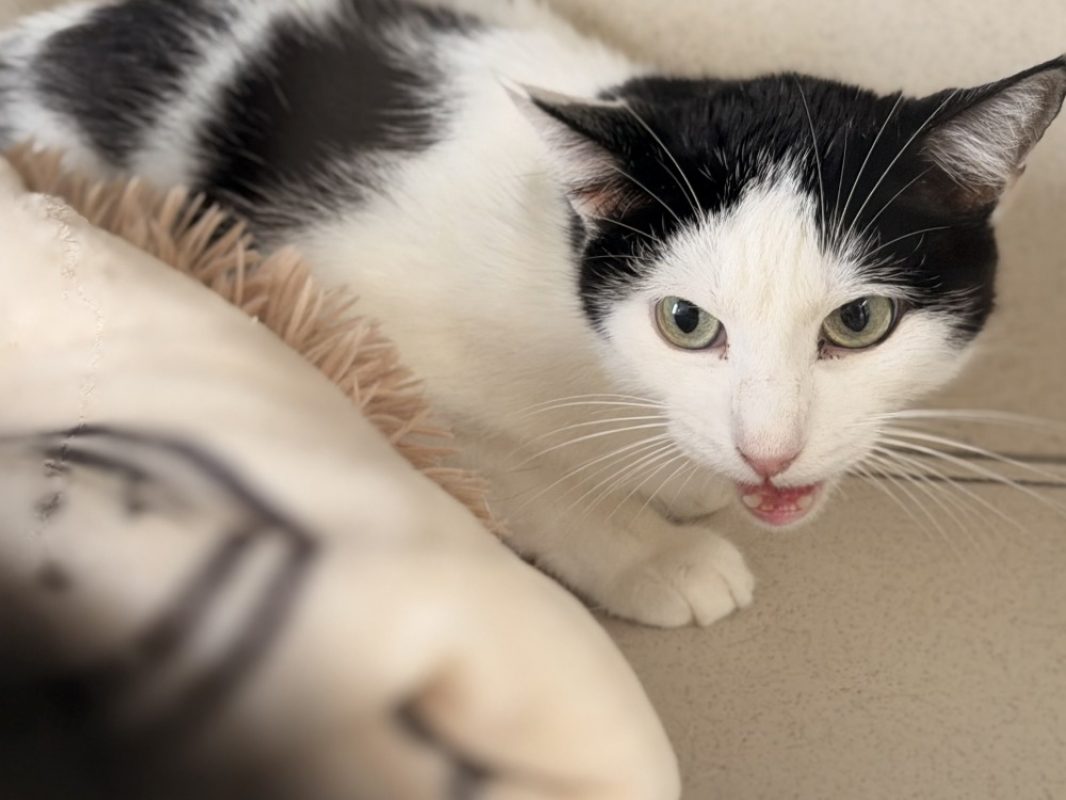 Monsieur moustache - Chat Européen à adopter - photo 2