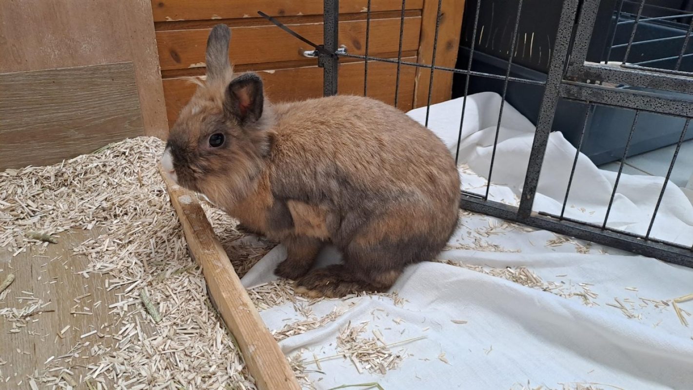 Eclipse - Rongeur Lapin à adopter