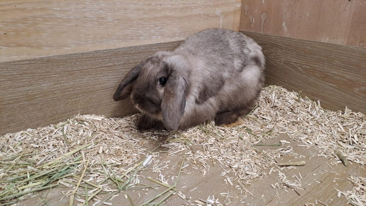 Zodiac - Rongeur Lapin à adopter