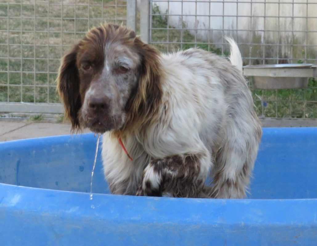 Osuna - Chien Setter Anglais à adopter