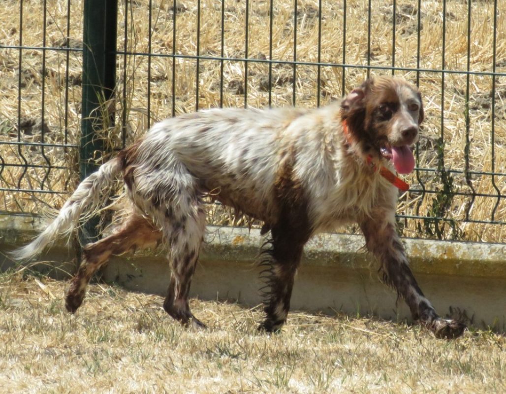 Osuna - Chien Setter Anglais à adopter - photo 2