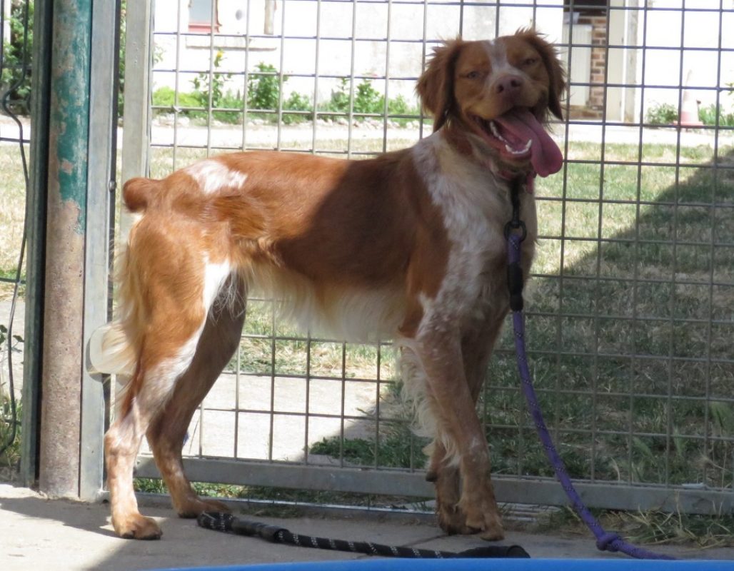 Athena - Chien Epagneul Breton à adopter