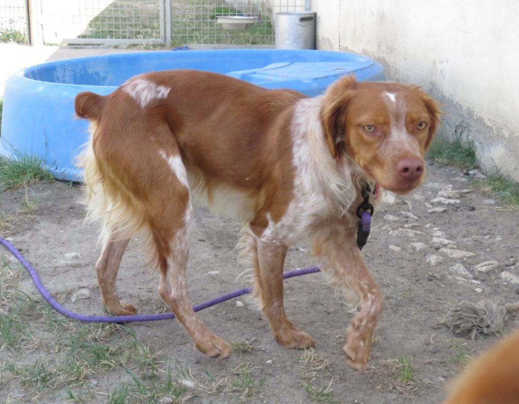 Athena - Chien Epagneul Breton à adopter - photo 2