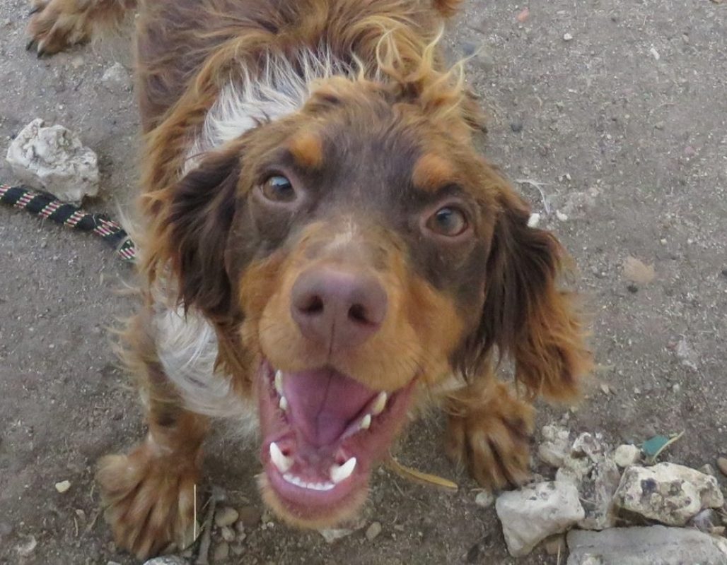 Punky - Chien Epagneul Breton à adopter