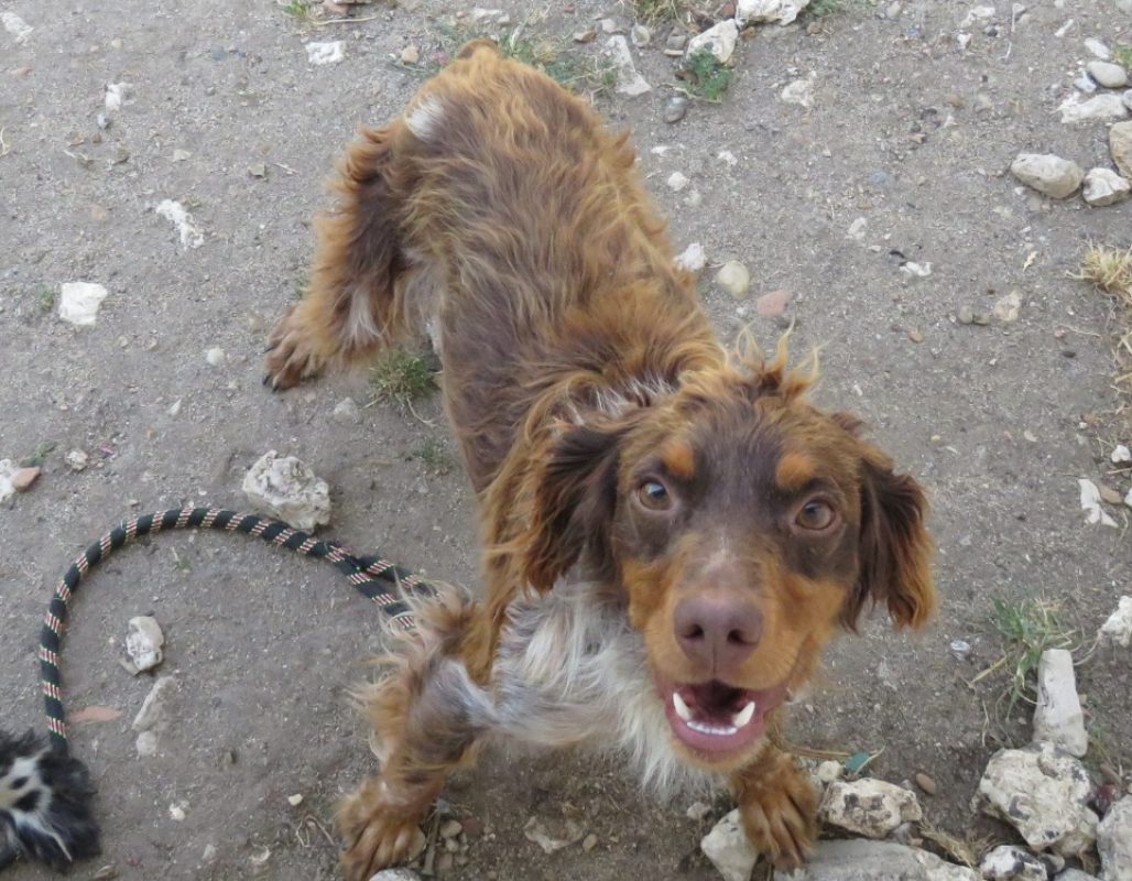Punky - Chien Epagneul Breton à adopter - photo 2