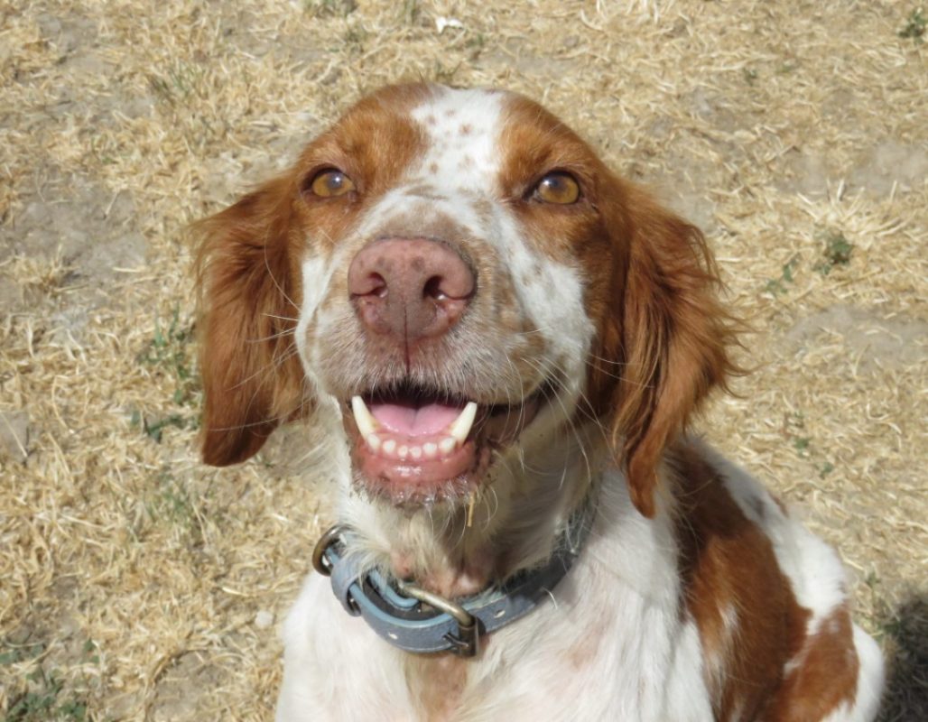 Peanuts - Chien Epagneul Breton à adopter