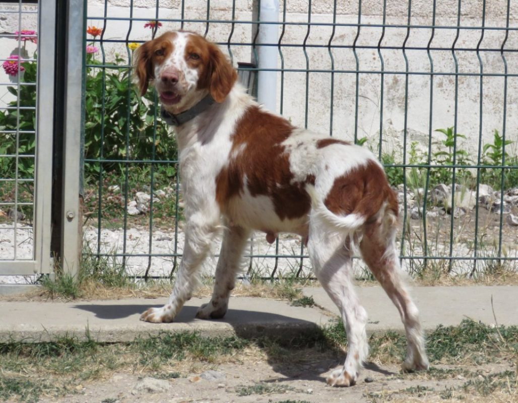 Peanuts - Chien Epagneul Breton à adopter - photo 2
